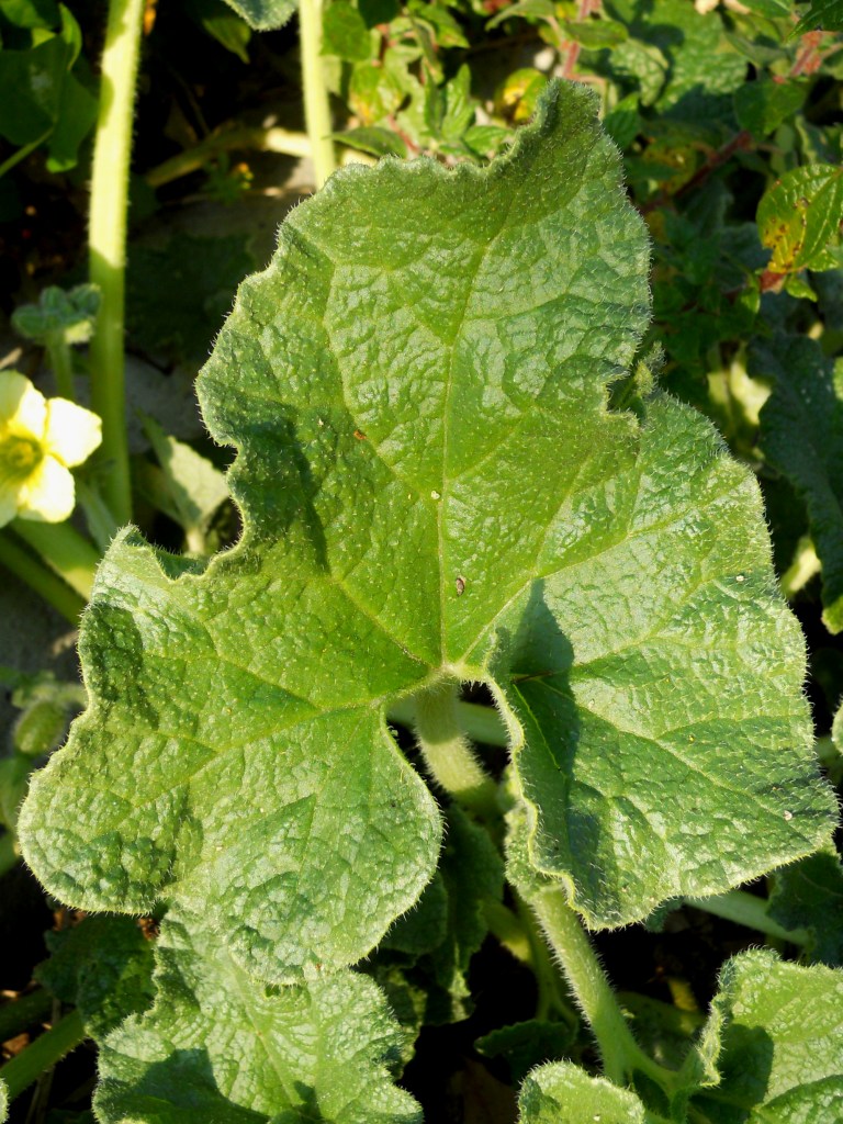 Fiore giallo - Ecballium elaterium